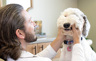 Dentist pulling dogs mouth up to make it smile