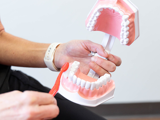 Hands holding an extended model of teeth