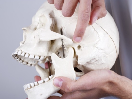 Pointing to jaw joints on model of human skull